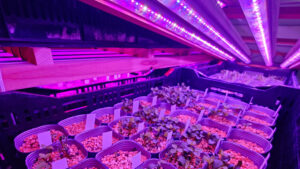 LEDライトを使ってクリスマスローズの発芽を促す