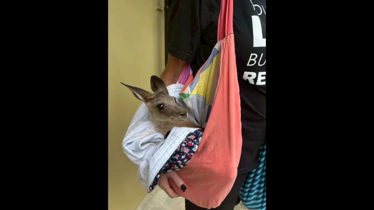 オーストラリアの動物病院には、野生のカンガルーが持ち込まれることもある