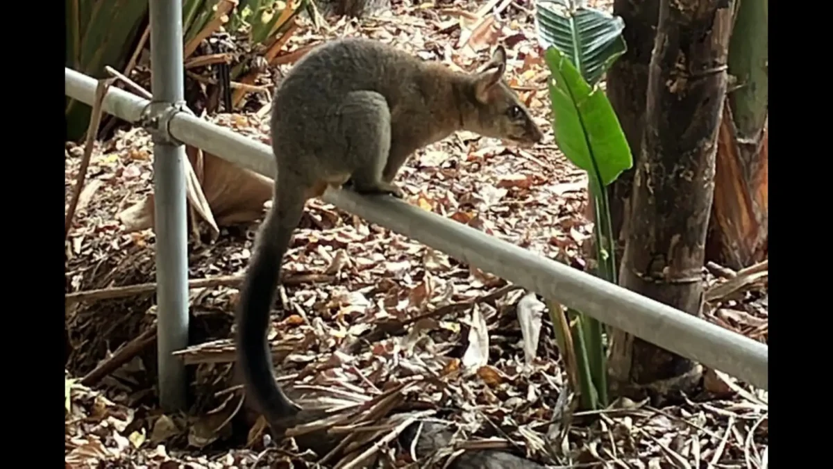 オーケストラリアの動物「ポッサム」