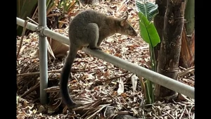 オーケストラリアの動物「ポッサム」