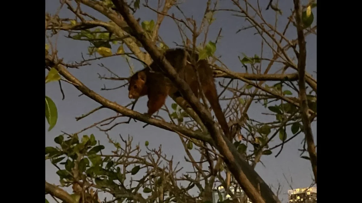 夜行性のポッサムは、日が暮れ始めると活発に動き出す