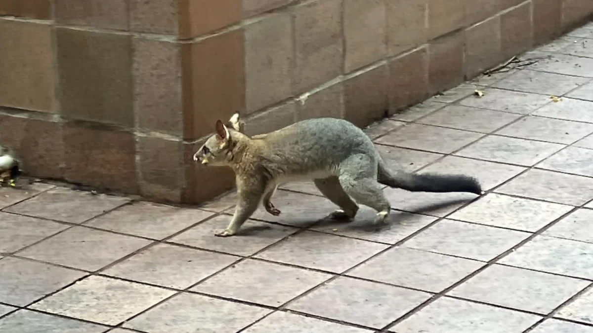 街の中で見かける「ポッサム」