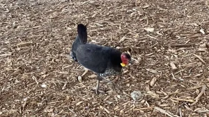 地上を歩く、オーストラリアブッシュターキー