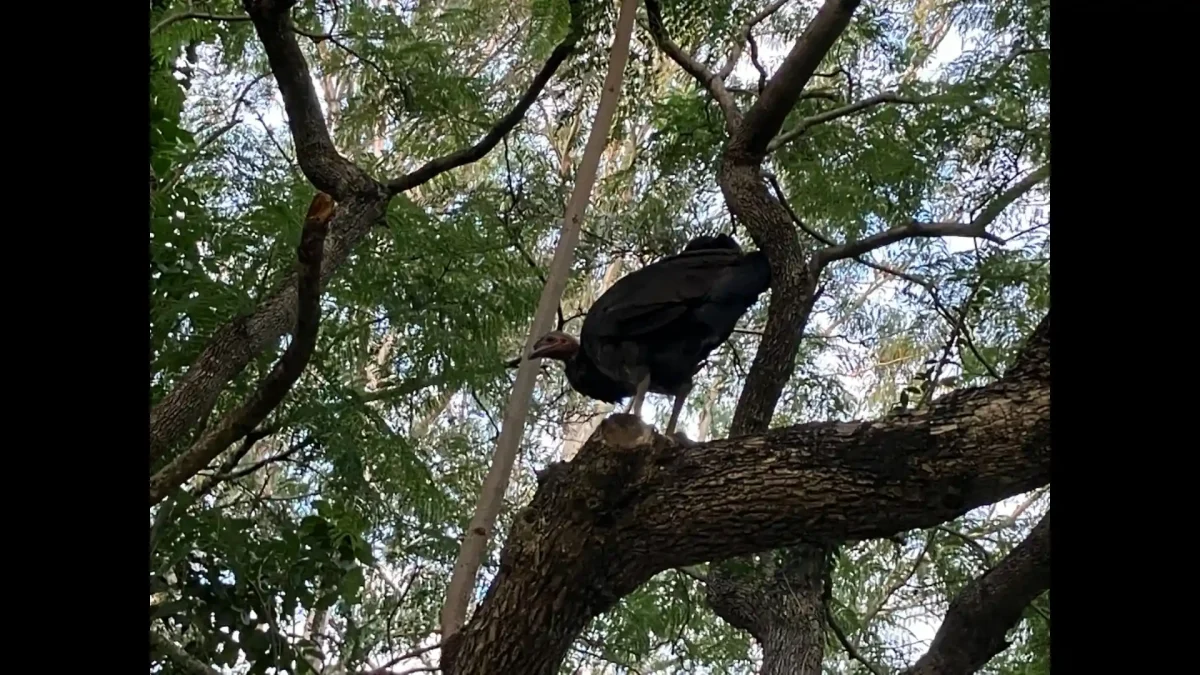 高い木にたたずむ、オーストラリアブッシュターキー