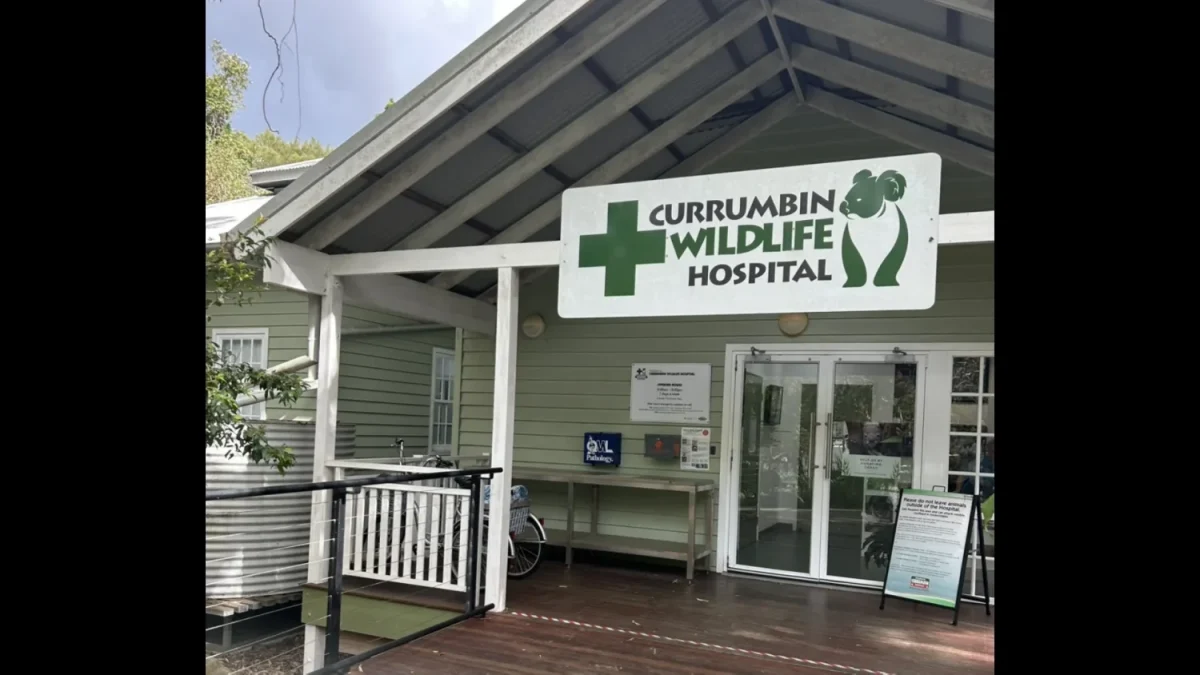 田成陽乃さんがトレーニングコースを受講し、インターンシップに参加した「カランビン野生動物専門病院」