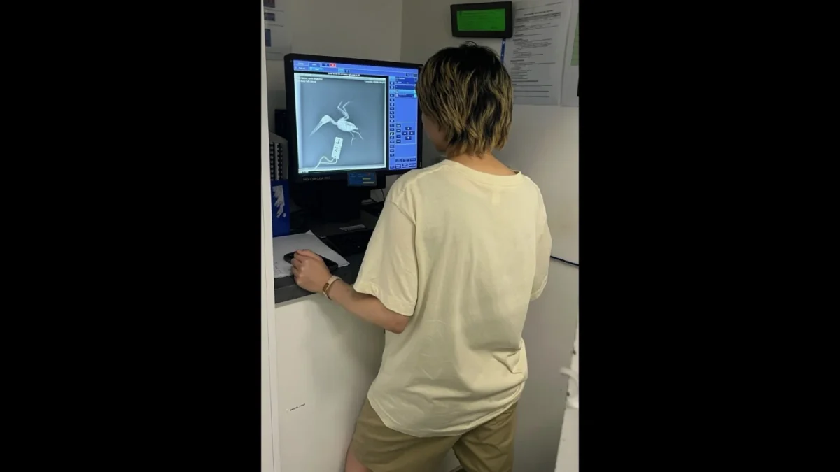 鳥類について教わったあとで、レントゲンを見なおす田成陽乃さん