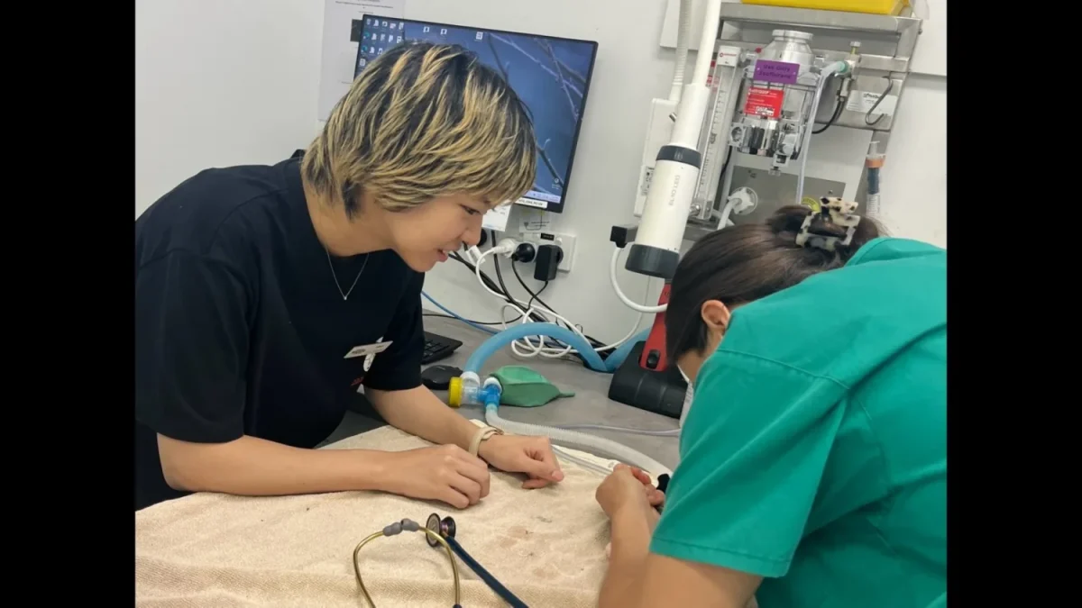 先生が行う治療を間近で見て学ぶ田成陽乃さん（左）