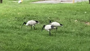 「オーストラリアクロトキ」（オーストラリアでは「ビンチキン」と呼ばれている）