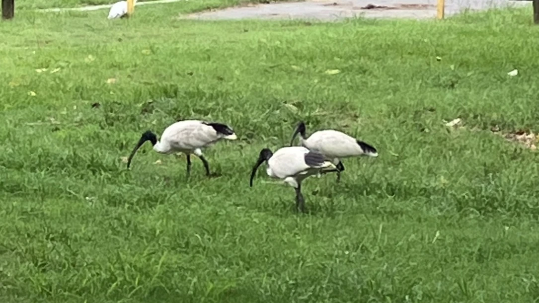 「オーストラリアクロトキ」（オーストラリアでは「ビンチキン」と呼ばれている）