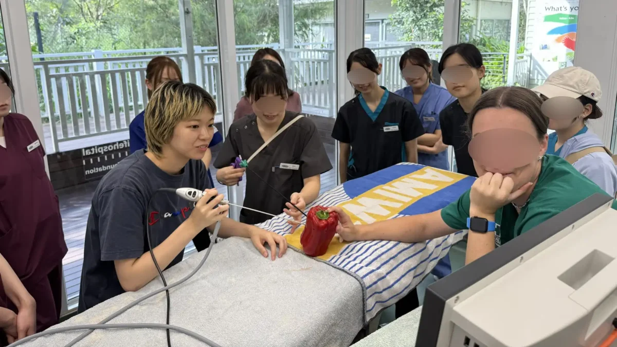 パプリカを動物に見立てて内視鏡の操作に挑戦する田成陽乃さん（左）（AJWCEF野生動物保護救護・臨床トレーニングコース＝於：カランビン野生動物専門病院）